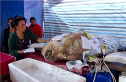 Quảng Ngãi: An táng cá Bà Bằng trọng lượng hơn 400 kg